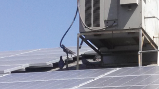 Pigeons under solar panels on home roof